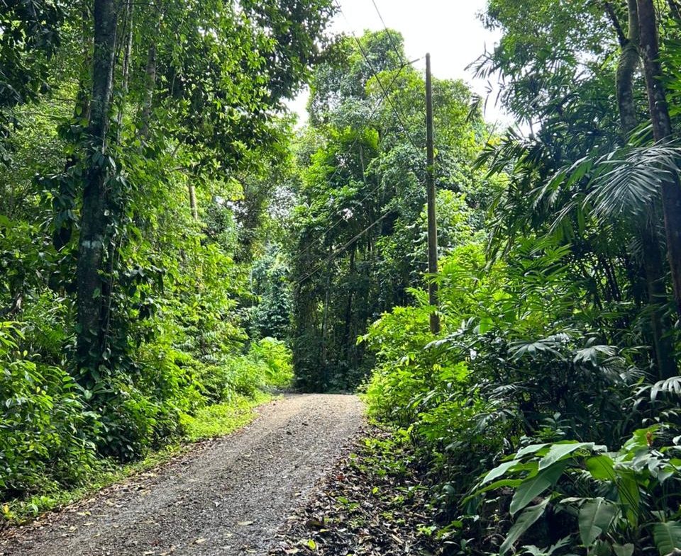 DEVELOPMENT PROPERTY IN THE MIDDLE OF THE JUNGLE, IN PIÑUELAS – 85 ACRES