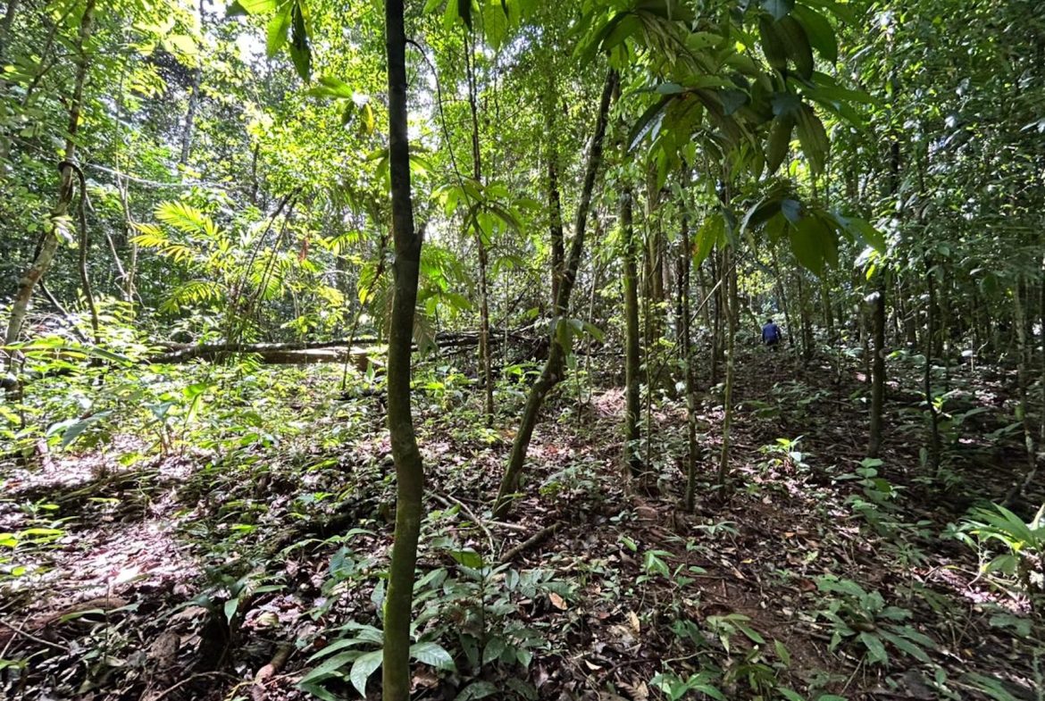 DEVELOPMENT PROPERTY IN THE MIDDLE OF THE JUNGLE, IN PIÑUELAS – 85 ACRES