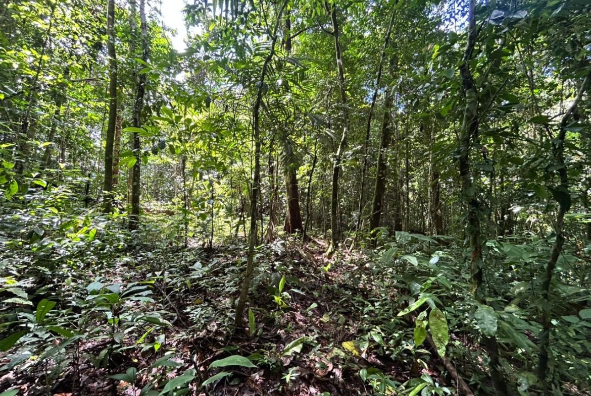 DEVELOPMENT PROPERTY IN THE MIDDLE OF THE JUNGLE, IN PIÑUELAS – 85 ACRES
