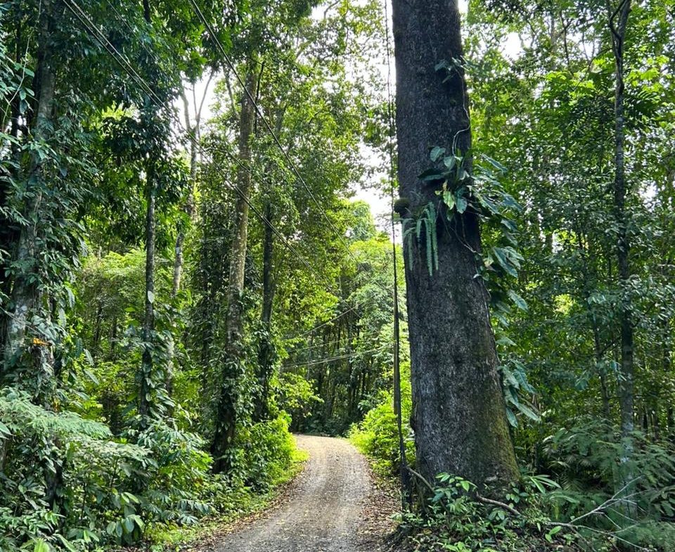 DEVELOPMENT PROPERTY IN THE MIDDLE OF THE JUNGLE, IN PIÑUELAS – 85 ACRES