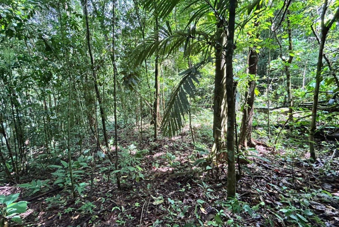 DEVELOPMENT PROPERTY IN THE MIDDLE OF THE JUNGLE, IN PIÑUELAS – 85 ACRES