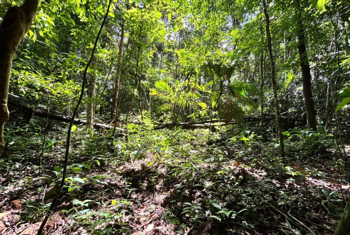 DEVELOPMENT PROPERTY IN THE MIDDLE OF THE JUNGLE, IN PIÑUELAS – 85 ACRES