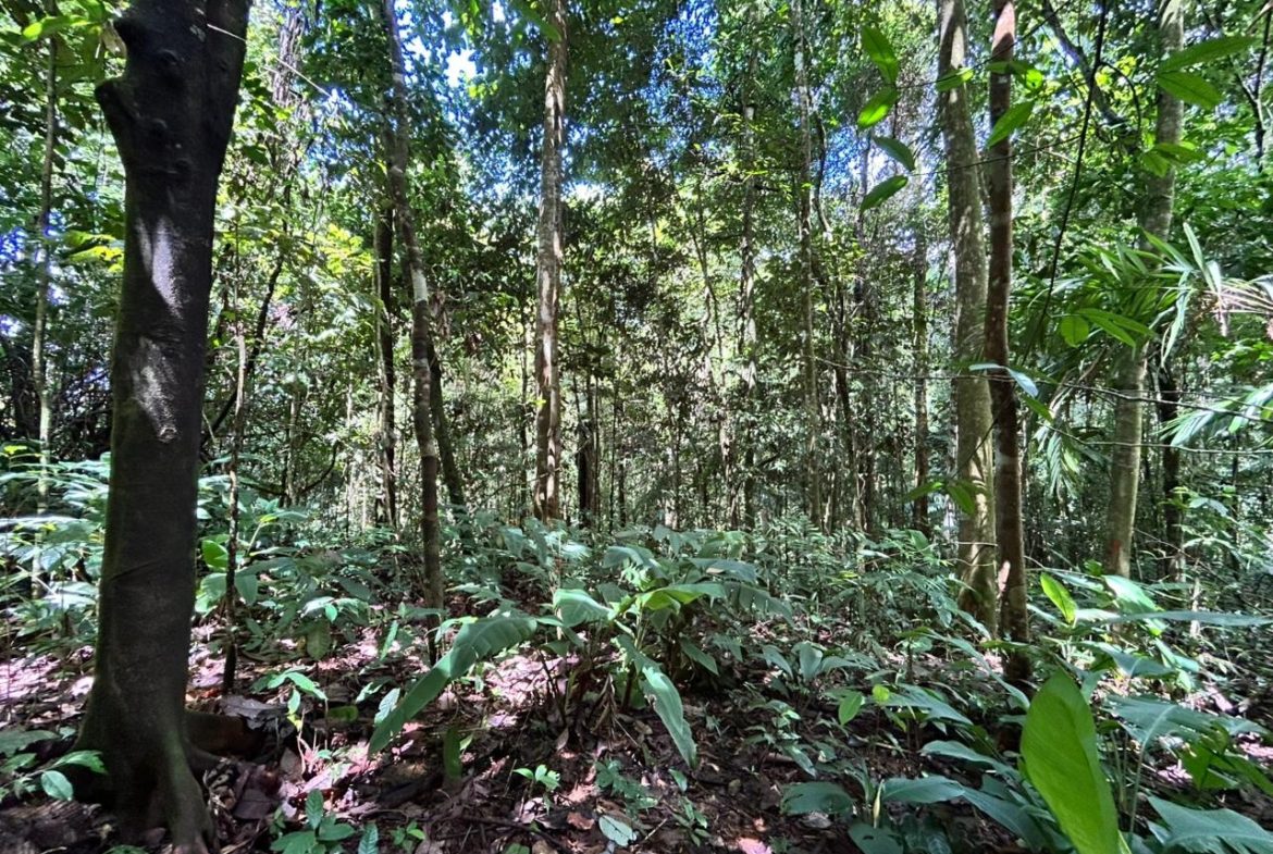 DEVELOPMENT PROPERTY IN THE MIDDLE OF THE JUNGLE, IN PIÑUELAS – 85 ACRES