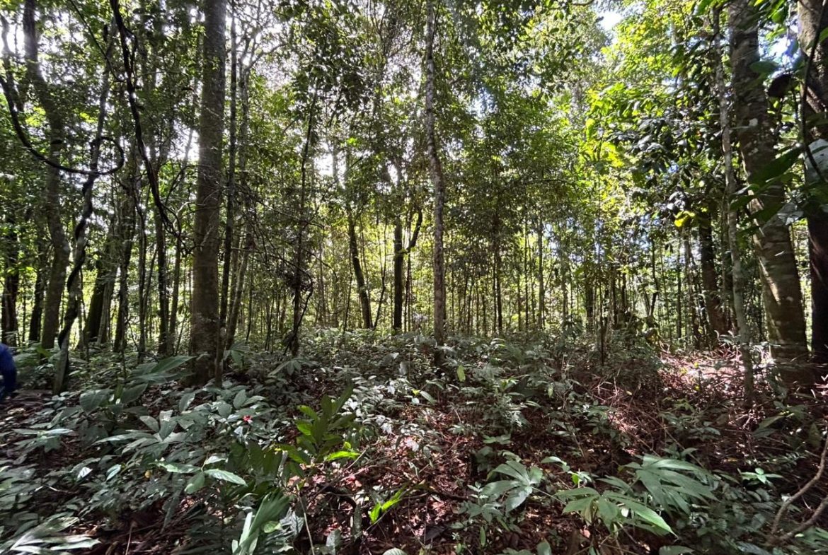 DEVELOPMENT PROPERTY IN THE MIDDLE OF THE JUNGLE, IN PIÑUELAS – 85 ACRES