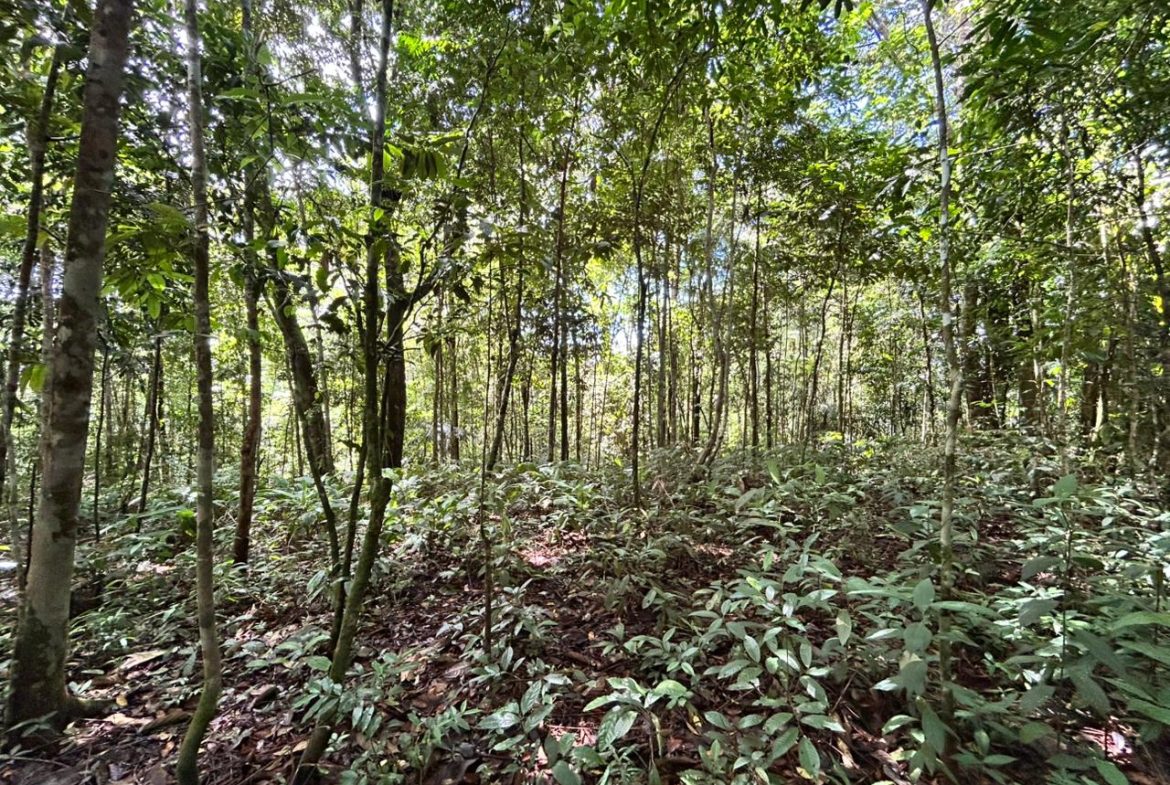 DEVELOPMENT PROPERTY IN THE MIDDLE OF THE JUNGLE, IN PIÑUELAS – 85 ACRES