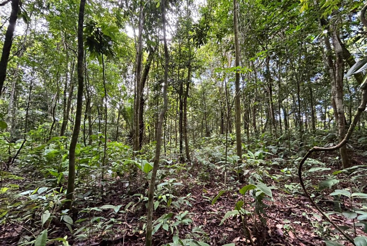 DEVELOPMENT PROPERTY IN THE MIDDLE OF THE JUNGLE, IN PIÑUELAS – 85 ACRES