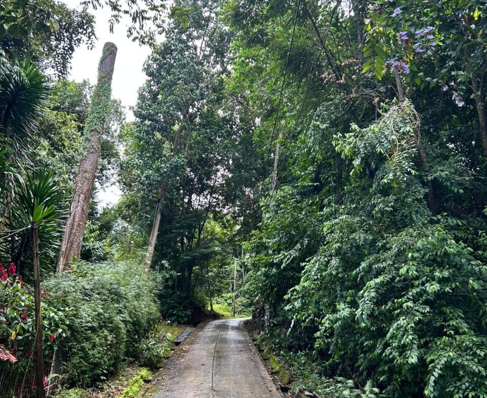 DEVELOPMENT PROPERTY IN THE MIDDLE OF THE JUNGLE, IN PIÑUELAS – 85 ACRES