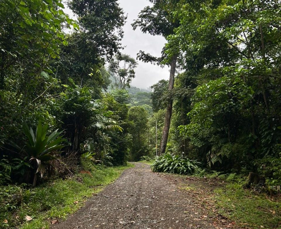 DEVELOPMENT PROPERTY IN THE MIDDLE OF THE JUNGLE, IN PIÑUELAS – 85 ACRES