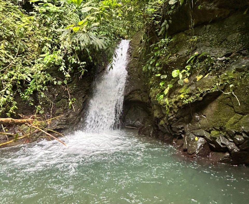 DEVELOPMENT PROPERTY IN THE MIDDLE OF THE JUNGLE, IN PIÑUELAS – 85 ACRES
