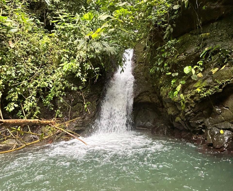 DEVELOPMENT PROPERTY IN THE MIDDLE OF THE JUNGLE, IN PIÑUELAS – 85 ACRES