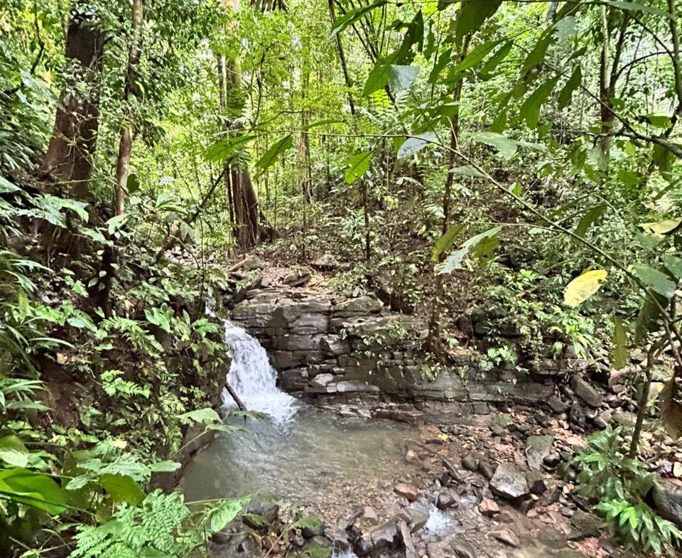 DEVELOPMENT PROPERTY IN THE MIDDLE OF THE JUNGLE, IN PIÑUELAS – 85 ACRES