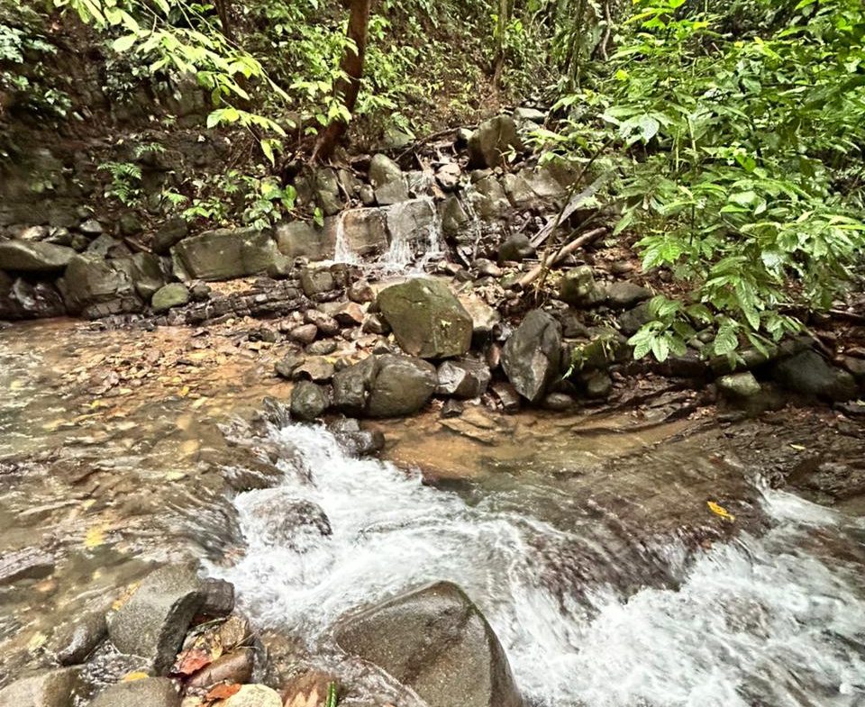 DEVELOPMENT PROPERTY IN THE MIDDLE OF THE JUNGLE, IN PIÑUELAS – 85 ACRES