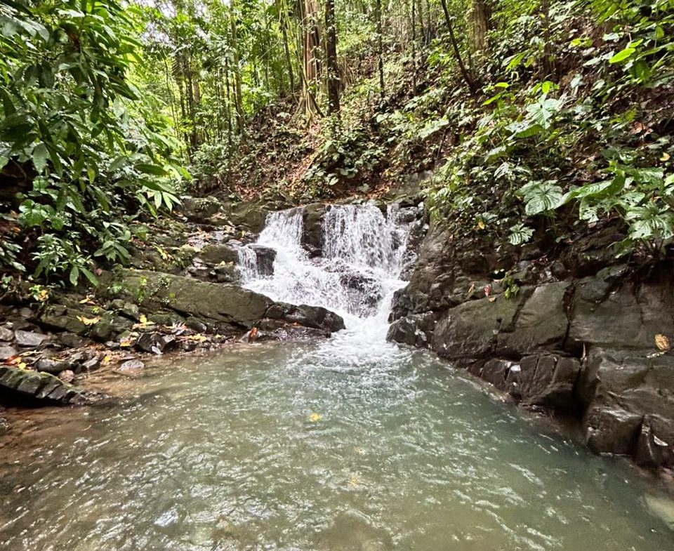 DEVELOPMENT PROPERTY IN THE MIDDLE OF THE JUNGLE, IN PIÑUELAS – 85 ACRES