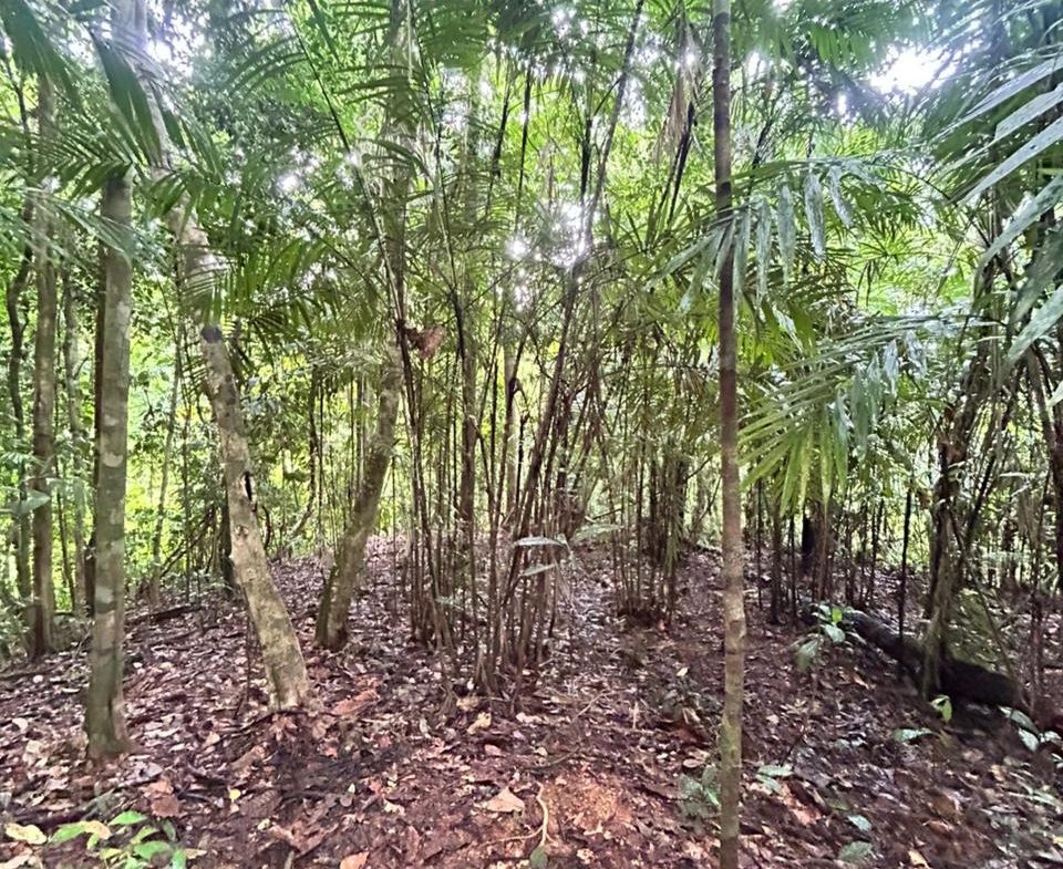 DEVELOPMENT PROPERTY IN THE MIDDLE OF THE JUNGLE, IN PIÑUELAS – 85 ACRES