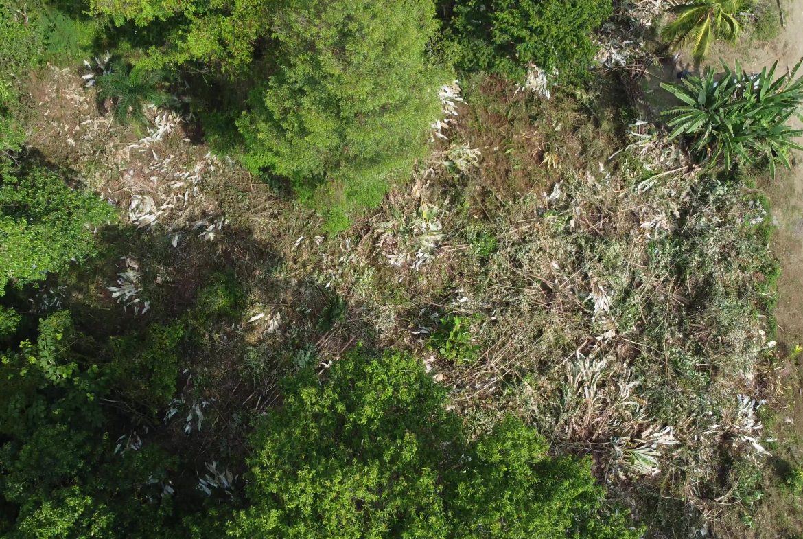 JUNGLE BUILDING PROPERTY WITH  PUBLIC ROAD IN FRONT, IN CINCO VENTANAS – 0.99 ACRES