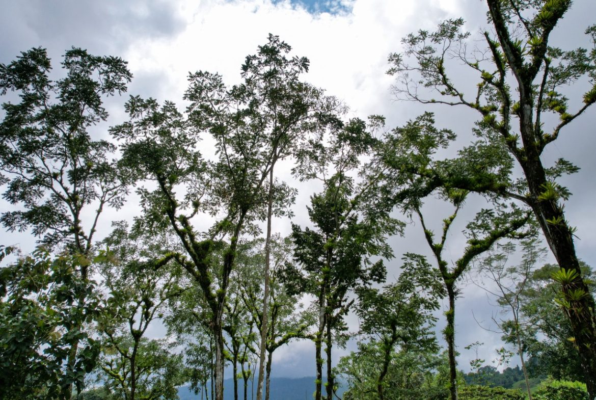 BUILDING PROPERTY A STEPS OF THE RIVER WITH MOUNTAINS VIEWS, IN DOS BOCAS – 11 ACRES
