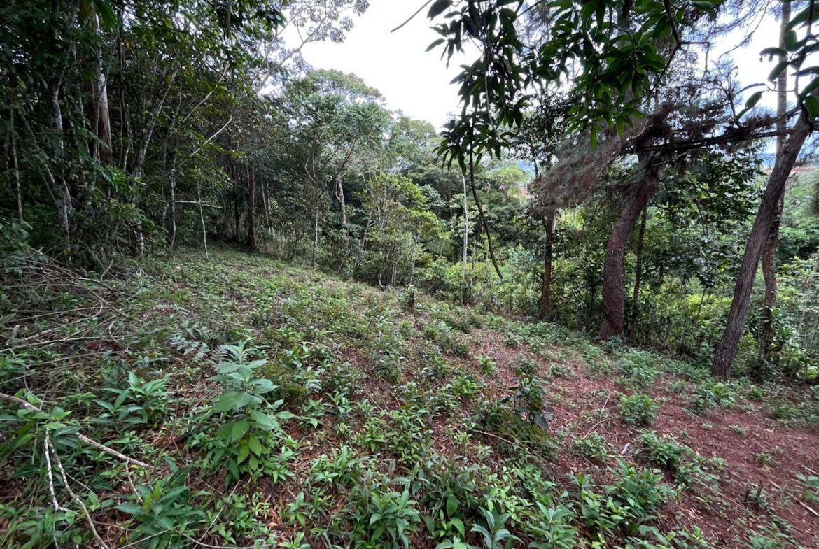 BUILDING PROPERTY WITH PUBLIC ROAD IN FRONT AND FRUIT TREES, IN SAN ISIDRO – 0.53 ACRES