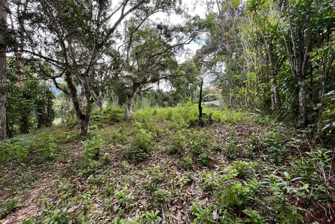 BUILDING PROPERTY WITH PUBLIC ROAD IN FRONT AND FRUIT TREES, IN SAN ISIDRO – 0.53 ACRES