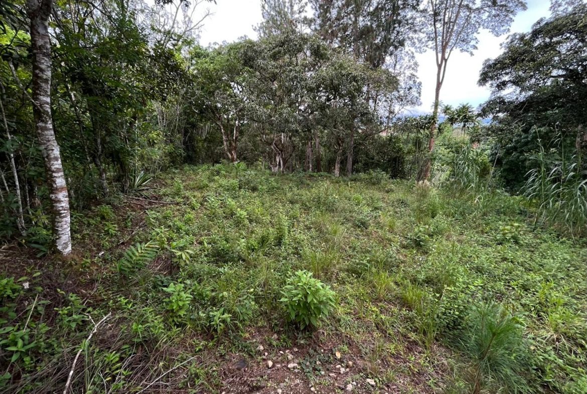 BUILDING PROPERTY WITH PUBLIC ROAD IN FRONT AND FRUIT TREES, IN SAN ISIDRO – 0.53 ACRES