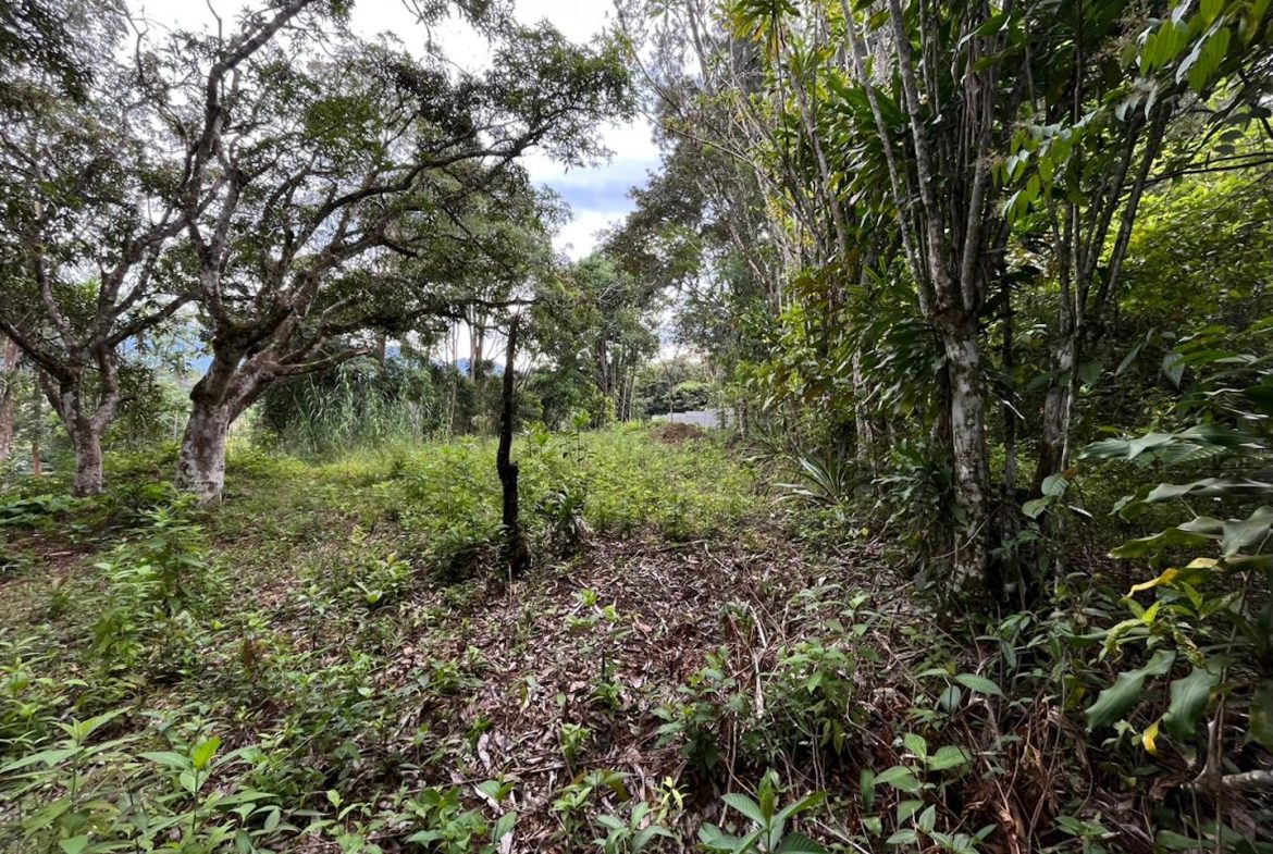BUILDING PROPERTY WITH PUBLIC ROAD IN FRONT AND FRUIT TREES, IN SAN ISIDRO – 0.53 ACRES