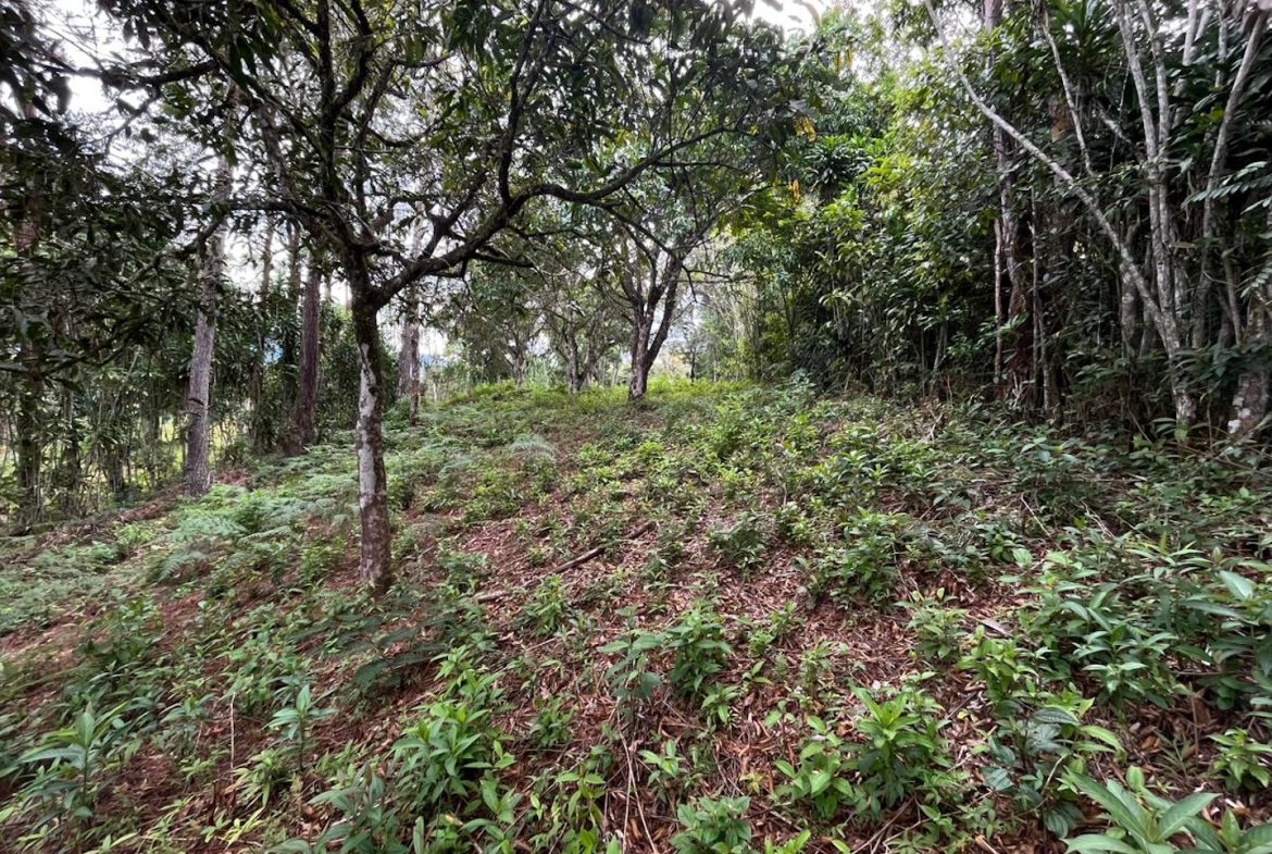 BUILDING PROPERTY WITH PUBLIC ROAD IN FRONT AND FRUIT TREES, IN SAN ISIDRO – 0.53 ACRES