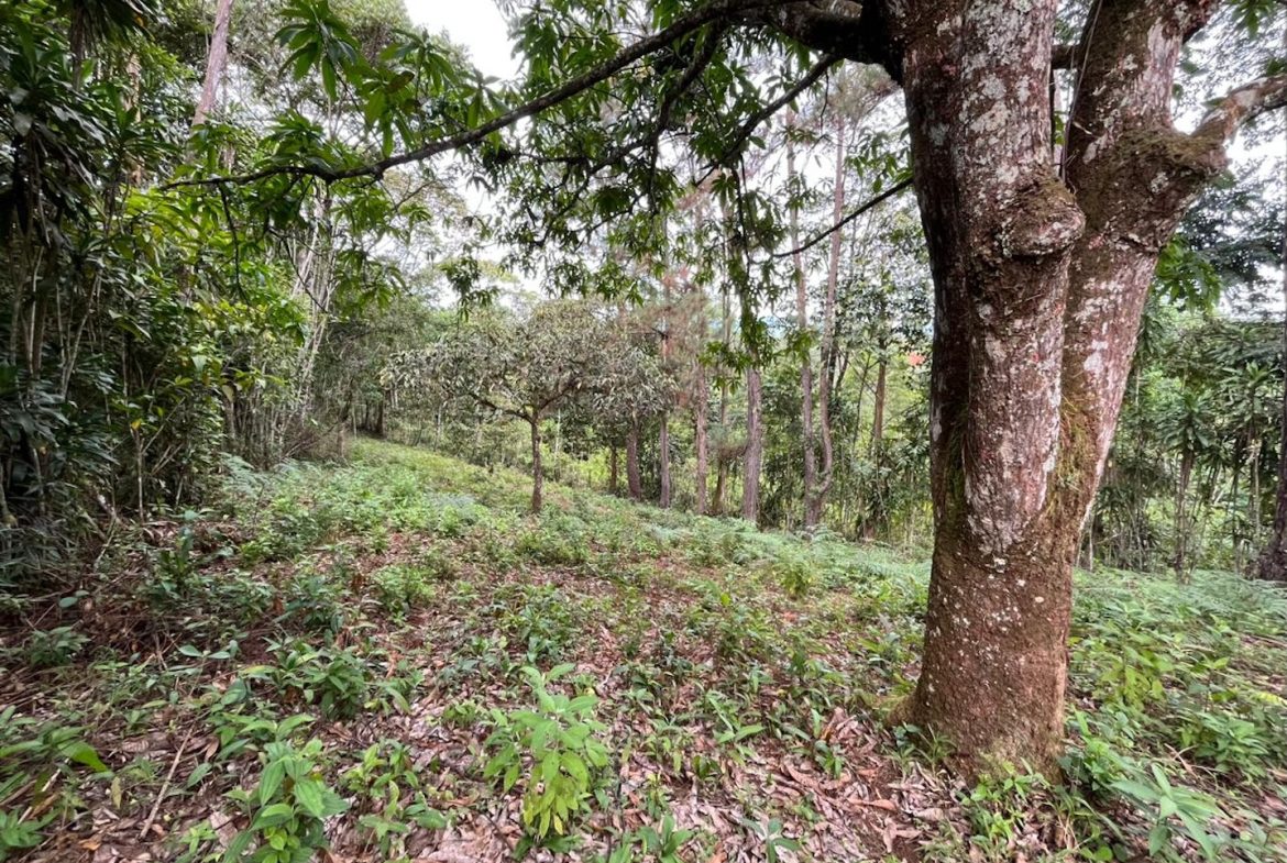BUILDING PROPERTY WITH PUBLIC ROAD IN FRONT AND FRUIT TREES, IN SAN ISIDRO – 0.53 ACRES