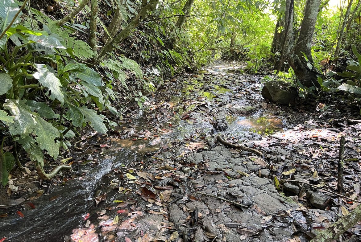 FARM PROPERTY NEAR TO THE CREEK, IN PEJIBAYE PEREZ ZELEDON – 4.5 ACRES