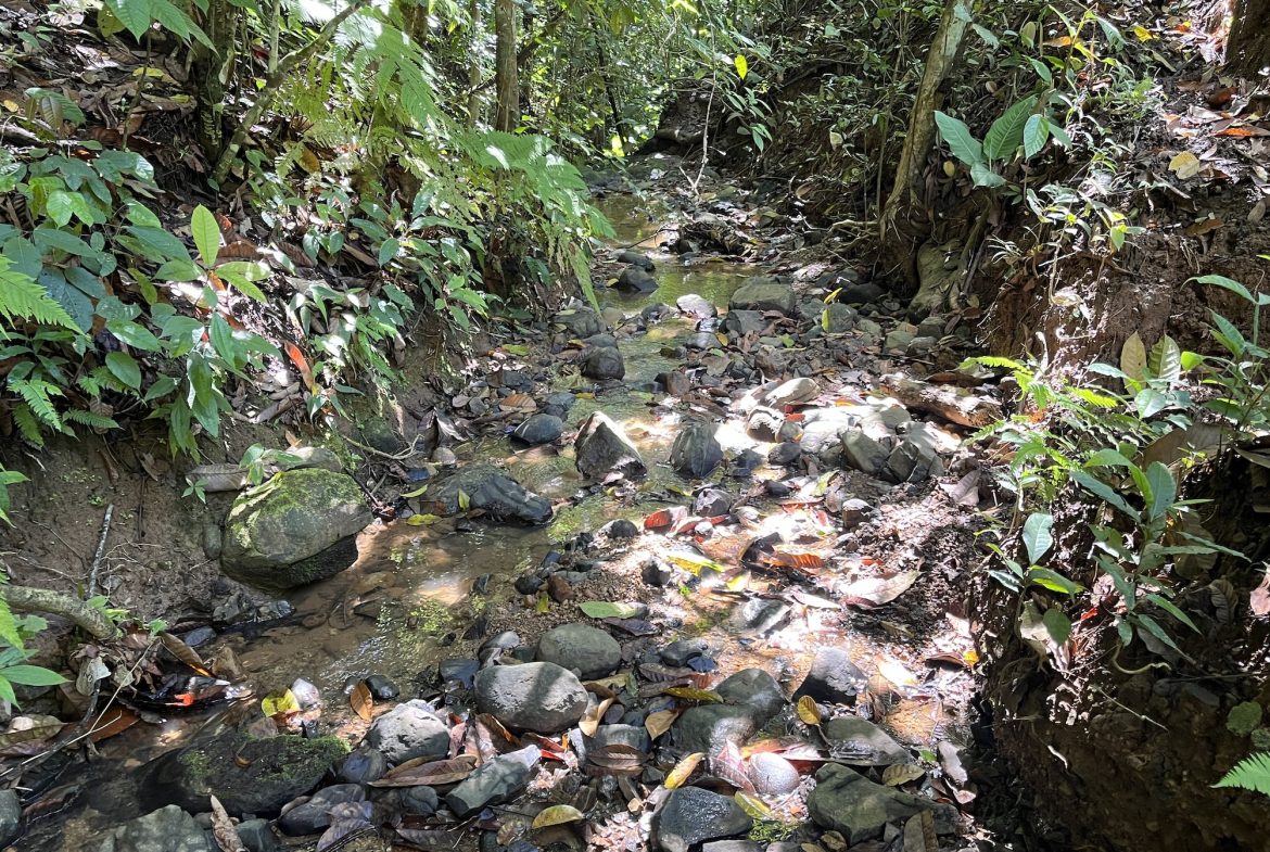 FARM PROPERTY NEAR TO THE CREEK, IN PEJIBAYE PEREZ ZELEDON – 4.5 ACRES