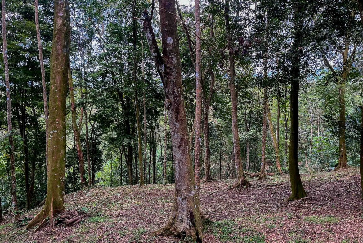DEVELOPMENT LAND NEAR TO THE CITY AND THE BEACH, IN BAHIA BALLENA – 29 ACRES