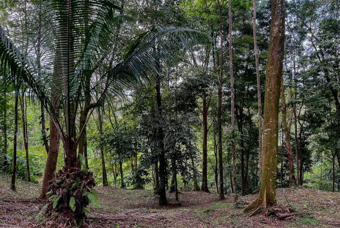 DEVELOPMENT LAND NEAR TO THE CITY AND THE BEACH, IN BAHIA BALLENA – 29 ACRES
