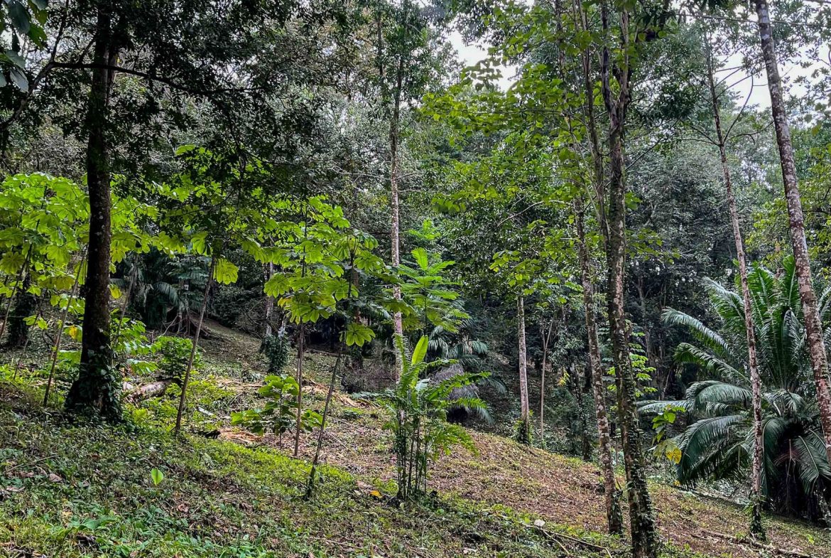 DEVELOPMENT LAND NEAR TO THE CITY AND THE BEACH, IN BAHIA BALLENA – 29 ACRES