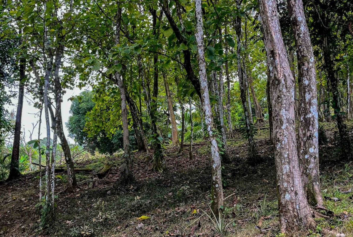 DEVELOPMENT LAND NEAR TO THE CITY AND THE BEACH, IN BAHIA BALLENA – 29 ACRES