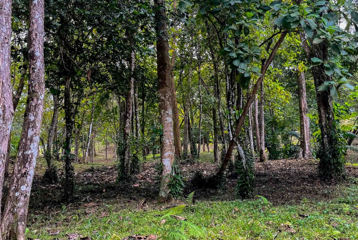 DEVELOPMENT LAND NEAR TO THE CITY AND THE BEACH, IN BAHIA BALLENA – 29 ACRES
