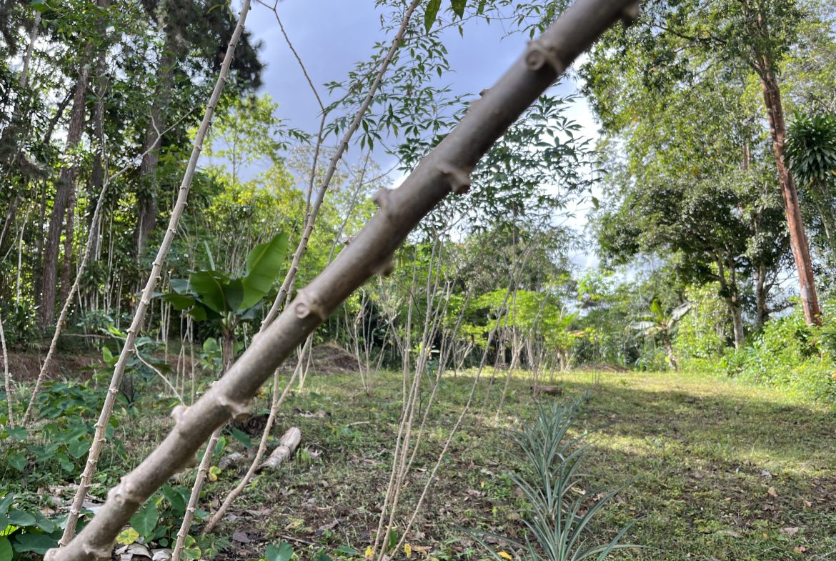 BUILDING PROPERTY WITH PUBLIC ROAD IN FRONT AND FRUIT TREES, IN SAN ISIDRO – 0.53 ACRES