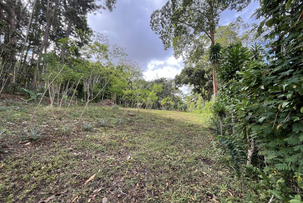 BUILDING PROPERTY WITH PUBLIC ROAD IN FRONT AND FRUIT TREES, IN SAN ISIDRO – 0.53 ACRES