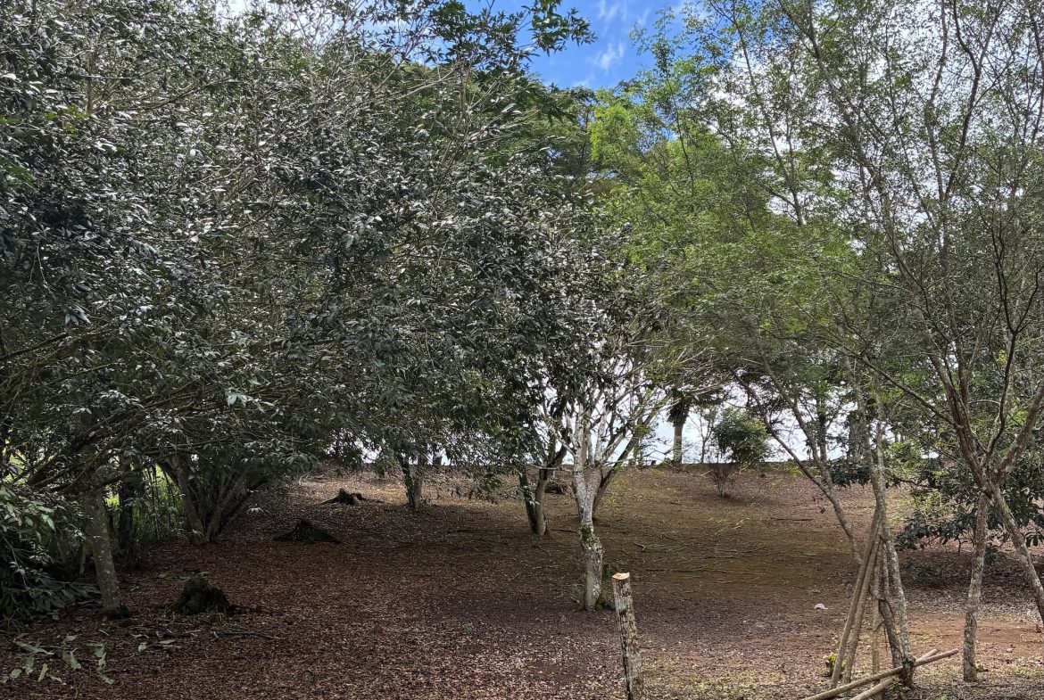 BUILDING PROPERTY WITH FRUIT TREES, IN LAS BRISAS PEREZ ZELEDON – 0.96 ACRES