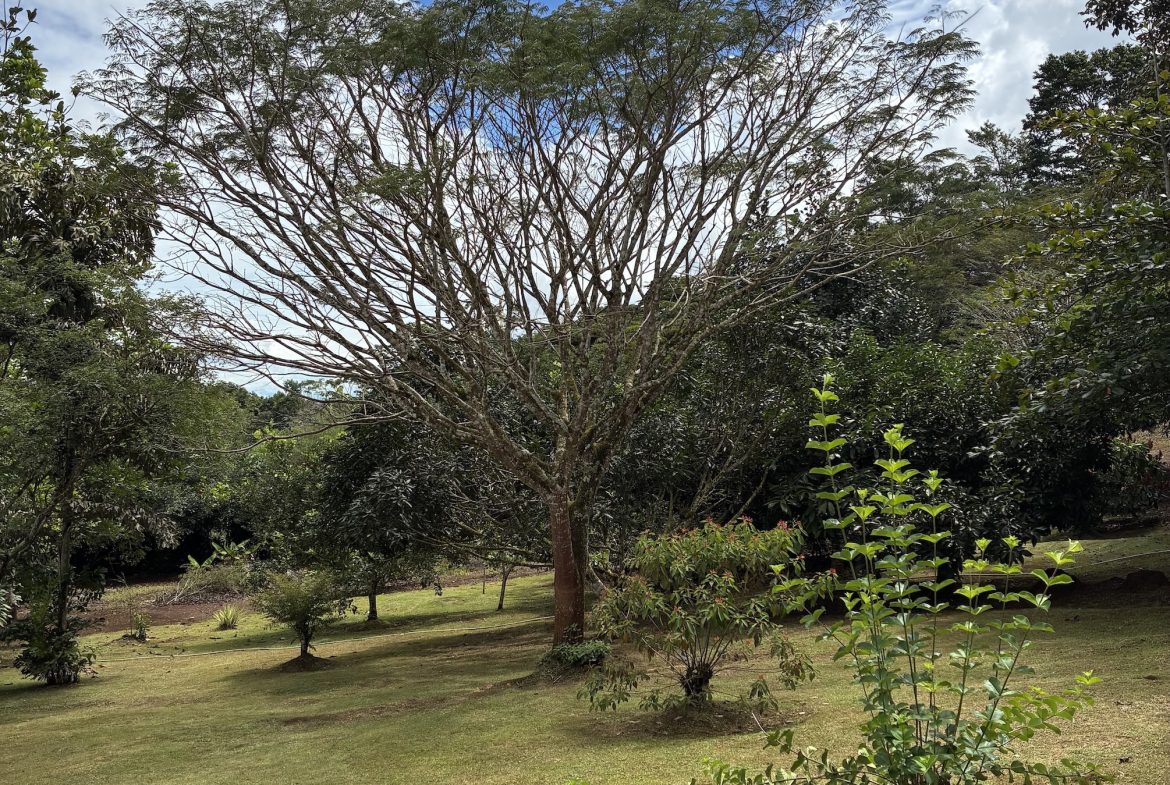 BUILDING PROPERTY WITH FRUIT TREES, IN LAS BRISAS PEREZ ZELEDON – 0.96 ACRES