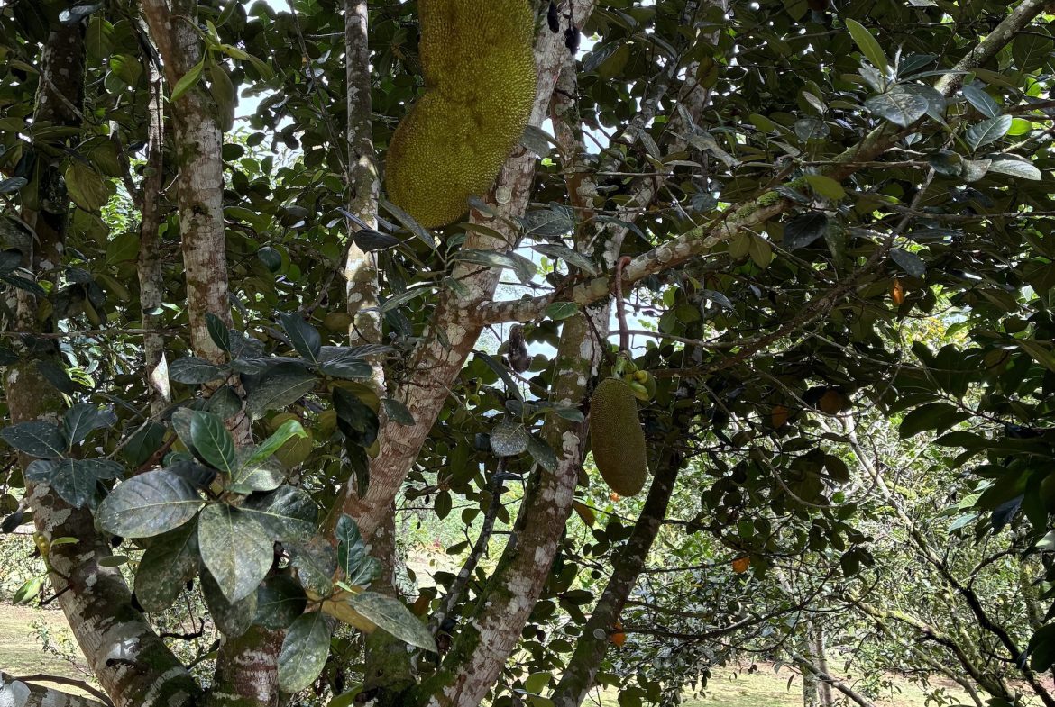 BUILDING PROPERTY WITH FRUIT TREES, IN LAS BRISAS PEREZ ZELEDON – 0.96 ACRES