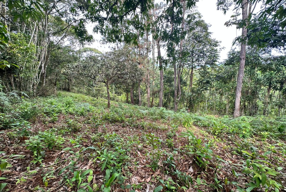 BUILDING PROPERTY WITH PUBLIC ROAD IN FRONT AND FRUIT TREES, IN SAN ISIDRO – 0.53 ACRES