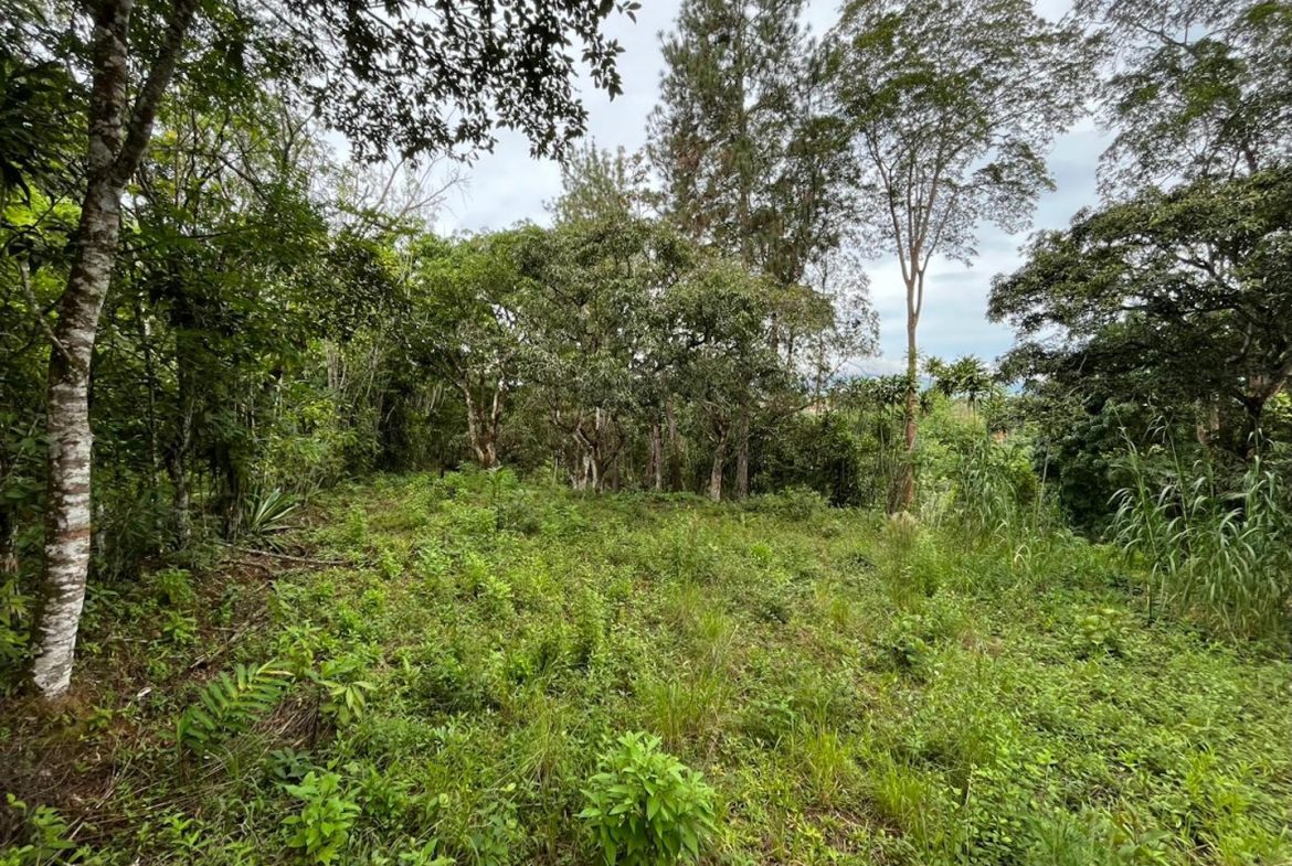 BUILDING PROPERTY WITH PUBLIC ROAD IN FRONT AND FRUIT TREES, IN SAN ISIDRO – 0.53 ACRES