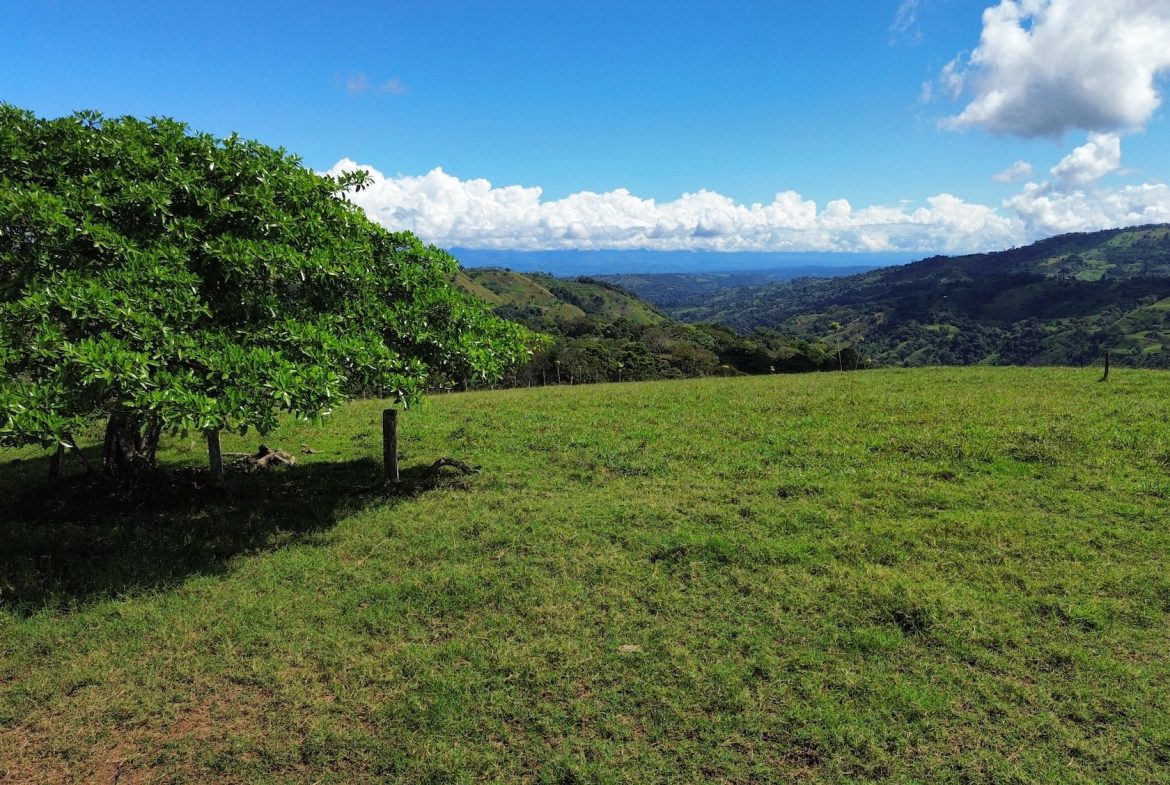 FARM PROPERTY NEAR TO THE CREEK, IN PEJIBAYE PEREZ ZELEDON – 4.5 ACRES