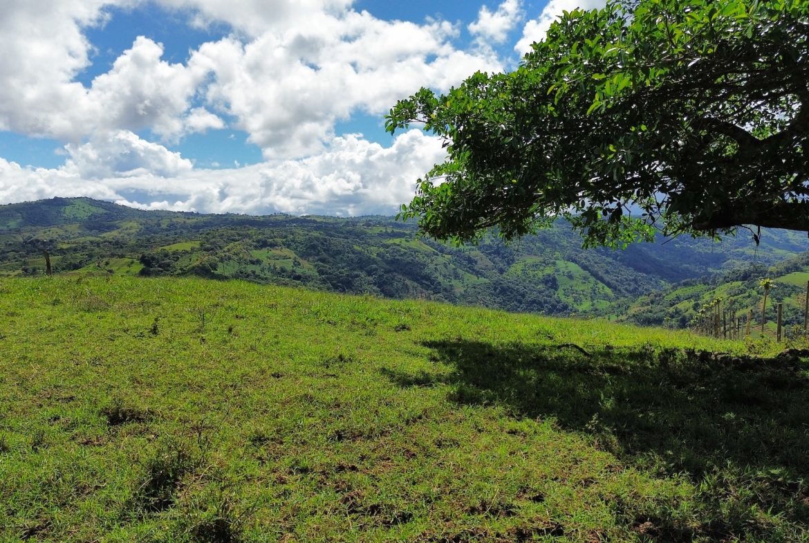 FARM PROPERTY NEAR TO THE CREEK, IN PEJIBAYE PEREZ ZELEDON – 4.5 ACRES