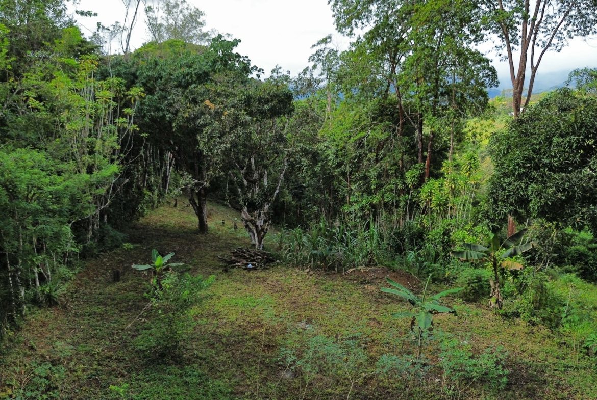 BUILDING PROPERTY WITH PUBLIC ROAD IN FRONT AND FRUIT TREES, IN SAN ISIDRO – 0.53 ACRES