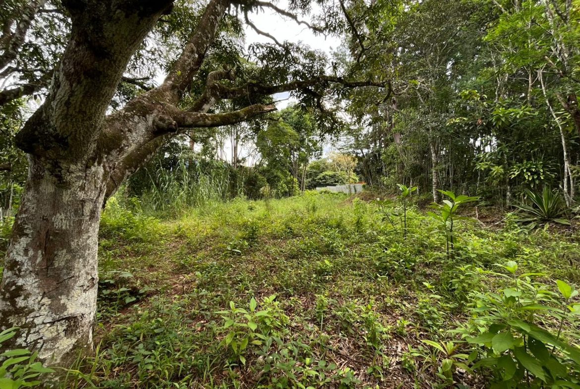 BUILDING PROPERTY WITH PUBLIC ROAD IN FRONT AND FRUIT TREES, IN SAN ISIDRO – 0.53 ACRES