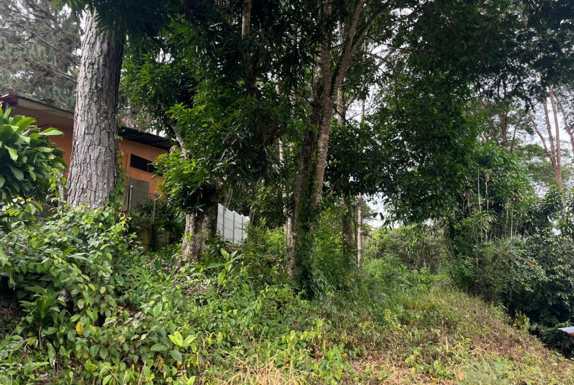 BUILDING PROPERTY WITH PUBLIC ROAD IN FRONT AND FRUIT TREES, IN SAN ISIDRO – 0.53 ACRES