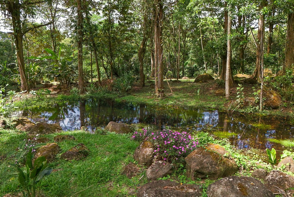 PROPERTY WITH ONE BEDROOM WITH BEAUTIFUL VIEWS OF THE NATURE, IN QUIZARRA PEREZ ZELEDON – 4.5 ACRES
