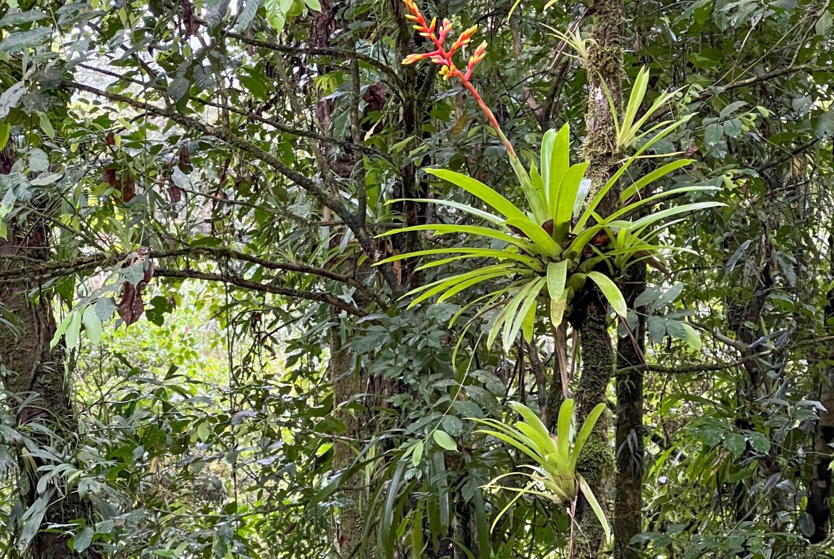 JUNGLE PROPERTY WITH THREE BEDROOM IN THE MIDDLE OF THE NATURE, IN PIEDRAS BLANCAS – 1.87 ACRES