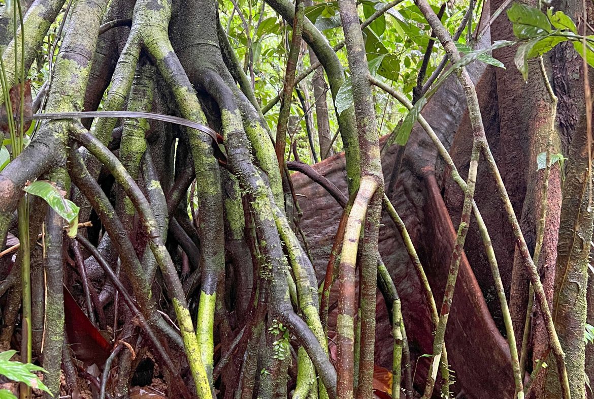 JUNGLE PROPERTY WITH THREE BEDROOM IN THE MIDDLE OF THE NATURE, IN PIEDRAS BLANCAS – 1.87 ACRES