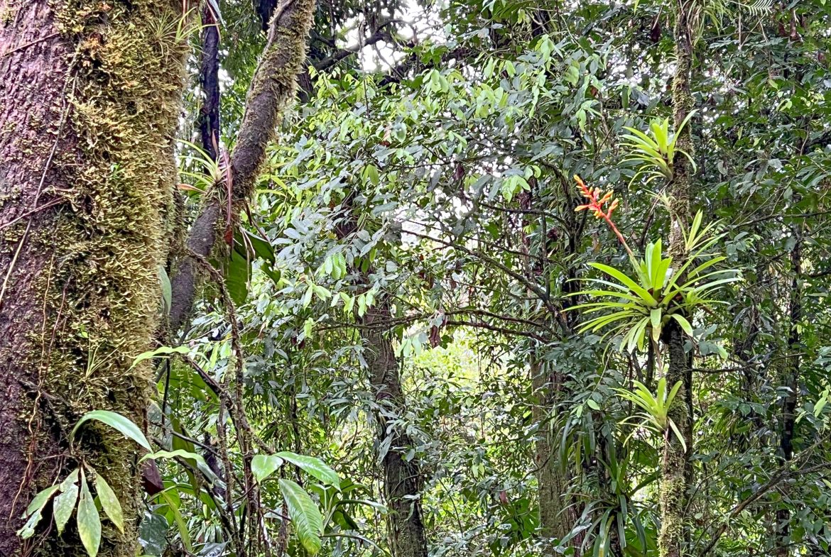 JUNGLE PROPERTY WITH THREE BEDROOM IN THE MIDDLE OF THE NATURE, IN PIEDRAS BLANCAS – 1.87 ACRES