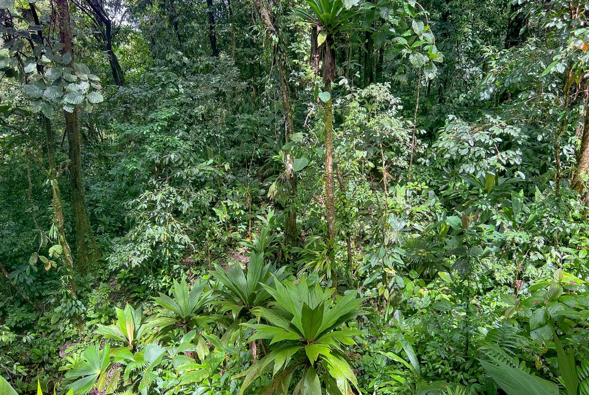 JUNGLE PROPERTY WITH THREE BEDROOM IN THE MIDDLE OF THE NATURE, IN PIEDRAS BLANCAS – 1.87 ACRES